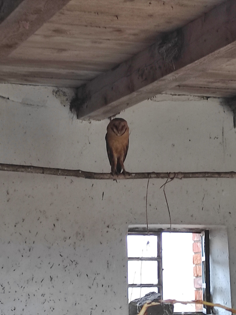 21. kép Gyöngybagoly.jpg